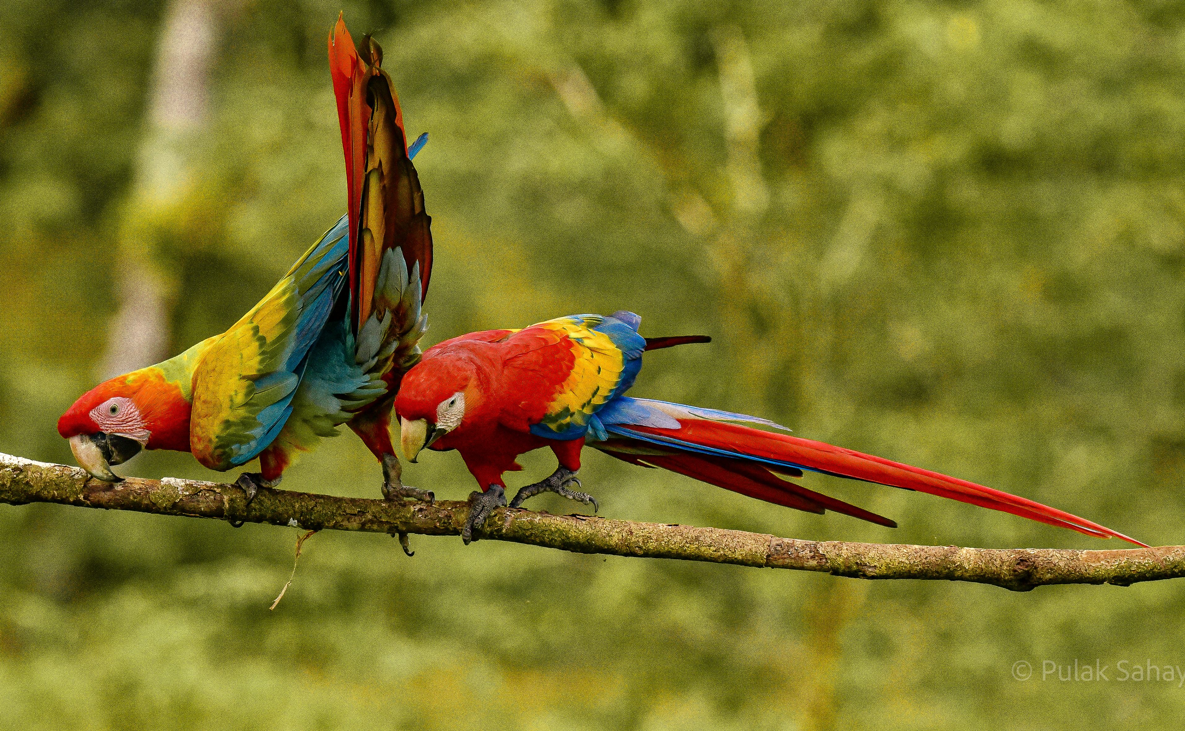 Macaws mating ritual
